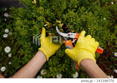 Atmospheric stock photo of garden plant maintenance with shears for service banner Atmospheric stock photo of garden plant maintenance with shears for service banner 141396778