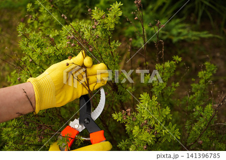 Gardener trimming dry dead branches from ornamental shrub with shears with copy space Gardener trimming dry dead branches from ornamental shrub with shears with copy space 141396785