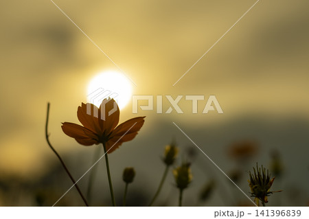 Silhouette cosmos flower over sunset sky nature background 141396839