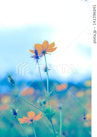 Yellow cosmos flower field spring nature background 141396841