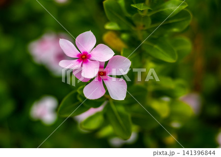Beautiful Close-Up of Pink Vinca Flowers in Bloom Summer Nature Background Beautiful Close-Up of Pink Vinca Flowers in Bloom Summer Nature Background 141396844