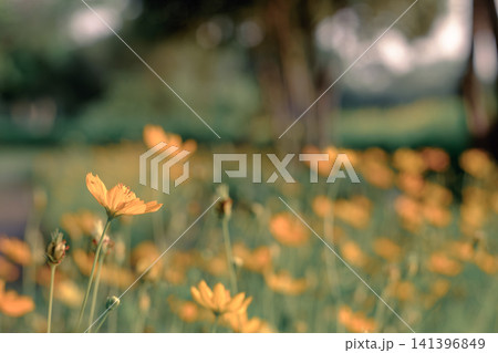 Yellow cosmos flowers blooming in peaceful tropical garden setting 141396849