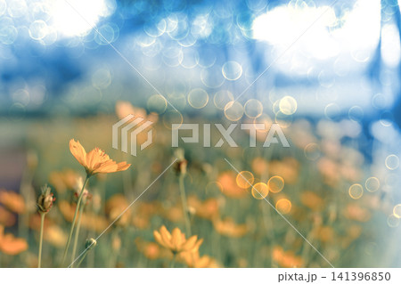 Beautiful yellow cosmos flowers in soft bokeh sunlight spring background Beautiful yellow cosmos flowers in soft bokeh sunlight spring background 141396850