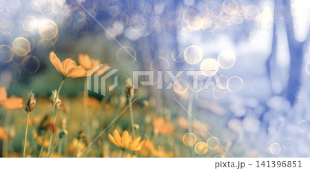 Vibrant cosmos flowers in a dreamy golden summer meadow spring background Vibrant cosmos flowers in a dreamy golden summer meadow spring background 141396851