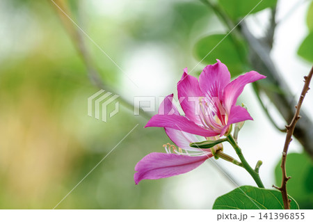 Pink bauhinia flower blooming on tree in natural background Pink bauhinia flower blooming on tree in natural background 141396855