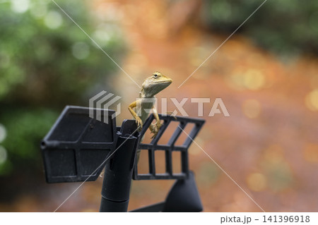 crested lizard adorable action animal in nature garden crested lizard adorable action animal in nature garden 141396918