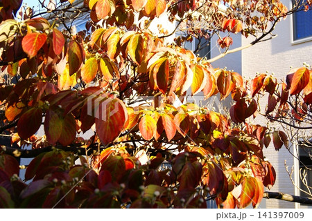 カラー　紅葉　植物　秋　公園　（2026年7月登録） 141397009
