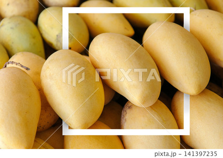 White paper frame with many ripe mangoes as a background in the market at Thailand. yellow mangoes. Tropical fruit White paper frame with many ripe mangoes as a background in the market at Thailand. yellow mangoes. Tropical fruit 141397235