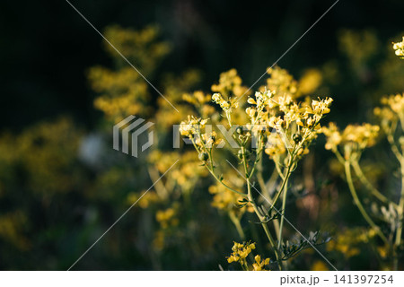 Close-up of blooming common rue (Ruta graveolens) with delicate yellow flowers illuminated by warm evening sunlight. Aromatic medicinal herb growing outdoors with soft bokeh, selective focus, natural Close-up of blooming common rue (Ruta graveolens) with delicate yellow flowers illuminated by warm evening sunlight. Aromatic medicinal herb growing outdoors with soft bokeh, selective focus, natural 141397254