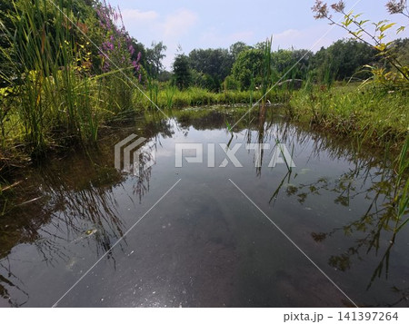 Lush Pond with Reeds and Purple Flowers under Clear Sky Lush Pond with Reeds and Purple Flowers under Clear Sky 141397264