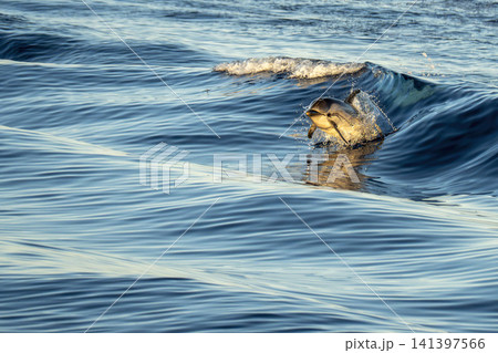happy striped dolphins in mediterranean sea at sunset happy striped dolphins in mediterranean sea at sunset 141397566