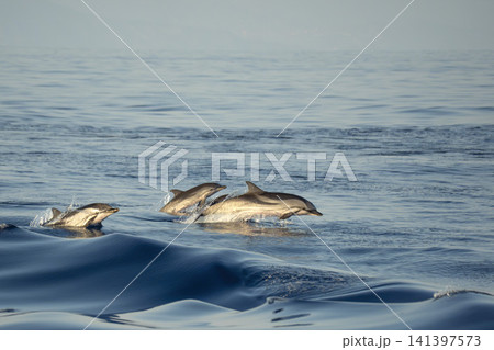 Mother and calf at sunset happy striped dolphins in mediterranean sea Mother and calf at sunset happy striped dolphins in mediterranean sea 141397573