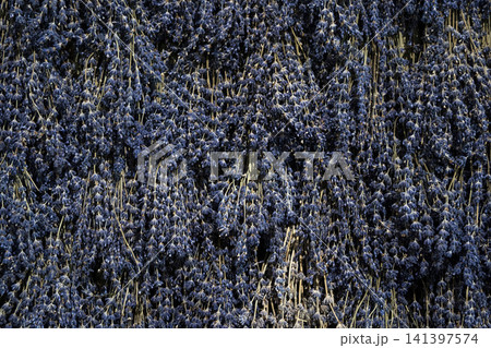 purple lavander fields provence france 141397574