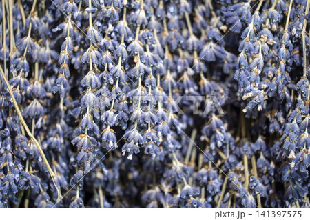 harvested purple lavander fields provence france 141397575
