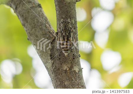 cicada on a tree detail close up cicada on a tree detail close up 141397583
