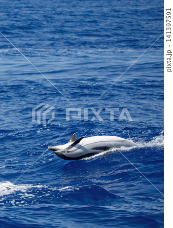 back jump of happy striped dolphins in mediterranean sea back jump of happy striped dolphins in mediterranean sea 141397591