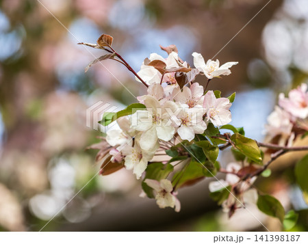 Fresh pink flowers of a blossoming apple tree with blured background Fresh pink flowers of a blossoming apple tree with blured background 141398187