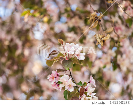 Fresh pink flowers of a blossoming apple tree with blured background 141398188