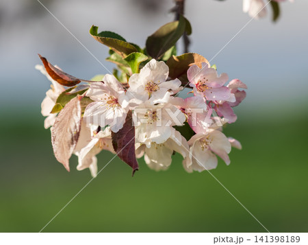Fresh pink flowers of a blossoming apple tree with blured background 141398189