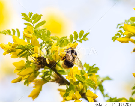 A bee collects nectar on a yellow acacia. Acacia tree branch with green leaves and yellow flowers. 141398205