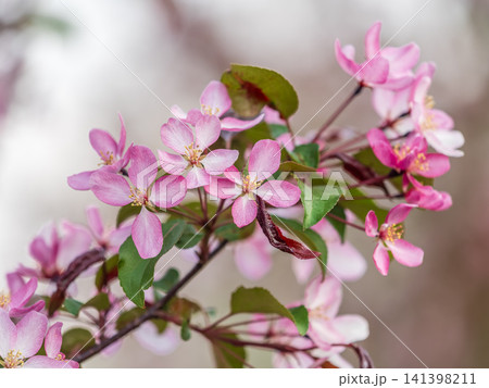 Fresh pink flowers of a blossoming apple tree with blured background 141398211