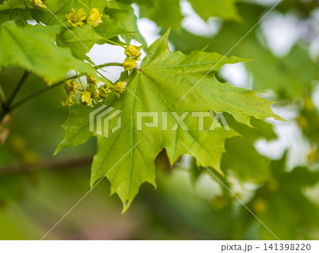 Fresh maple leaves with flowers and seeds Fresh maple leaves with flowers and seeds 141398220