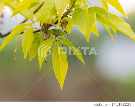 Acer negundo, Box elder, boxelder, ash-leaved and maple ash, Manitoba, elf, ashleaf maple male inflorescences and flowers on branch outdoor. 141398223