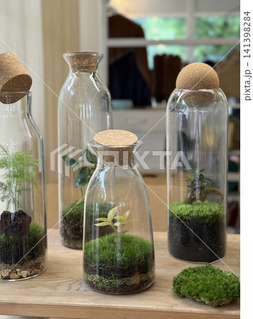 Terrarium plants in glass bottles on wooden table, showcasing natural indoor decor background Terrarium plants in glass bottles on wooden table, showcasing natural indoor decor background 141398284