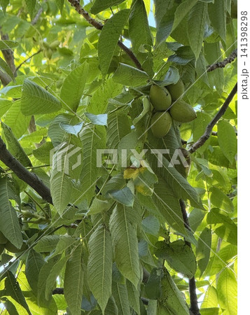 Green walnuts growing on tree branch with lush leaves on sunny day background Green walnuts growing on tree branch with lush leaves on sunny day background 141398298