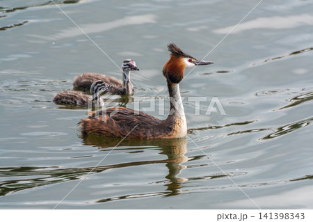 The waterfowl bird, great crested grebe with chick, swimming in the lake. The waterfowl bird, great crested grebe with chick, swimming in the lake. 141398343