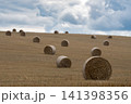 Field with rolls of hay 141398356