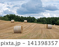 Field with rolls of hay 141398357