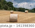 Field with rolls of hay 141398360