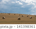 Field with rolls of hay 141398361