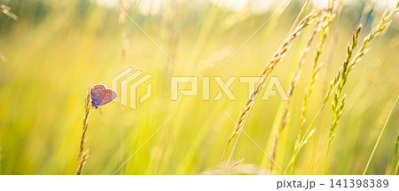 Golden panoramic grass and wheat stalks backlit in warm evening light with a small butterfly. Summer meadow close up. Nature background with soft bokeh and copy space. Golden panoramic grass and wheat stalks backlit in warm evening light with a small butterfly. Summer meadow close up. Nature background with soft bokeh and copy space. 141398389