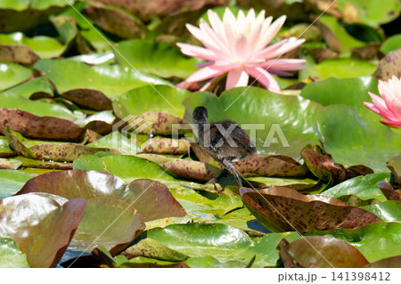 A small moorhen on a water lily pad A small moorhen on a water lily pad 141398412