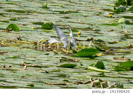 a black-headed gull's nest on water lily leaves 141398420