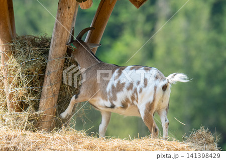 Domestic Goat (Capra aegagrus hircus), Schladminger Tauern, Europe Domestic Goat (Capra aegagrus hircus), Schladminger Tauern, Europe 141398429