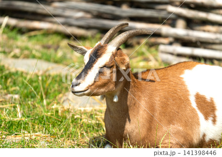 Domestic Goat (Capra aegagrus hircus), Schladminger Tauern, Europe 141398446