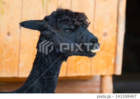 A close-up of a baby alpaca sitting A close-up of a baby alpaca sitting 141398467