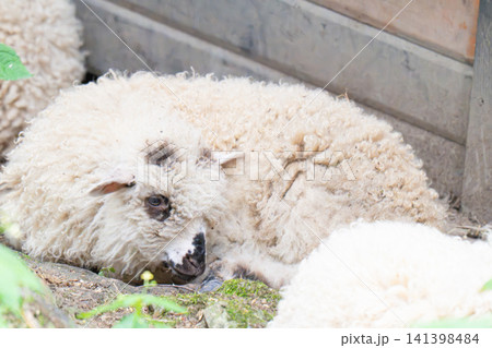A close-up portrait of a charming white sheep A close-up portrait of a charming white sheep 141398484