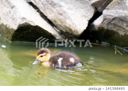 Beautiful Young Cute Mallard (anas platyrhynchos) 141398493