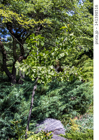 Young Ginkgo Biloba Tree Growing in a Landscaped Garden 141398516