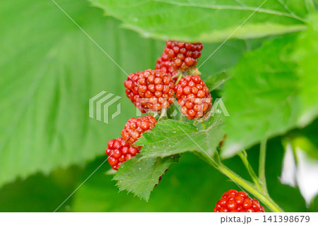 bunch of blackberries 141398679