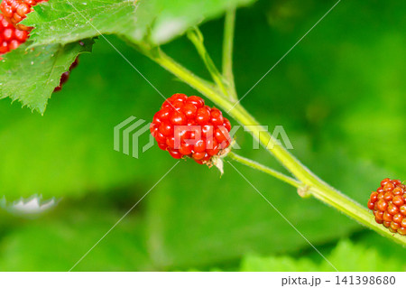 bunch of blackberries 141398680