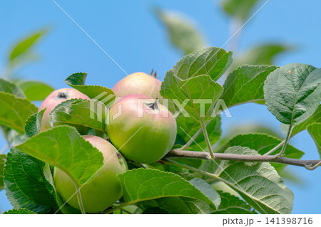 green apples on a branch green apples on a branch 141398716