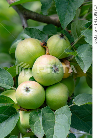 green apples on a branch green apples on a branch 141398717