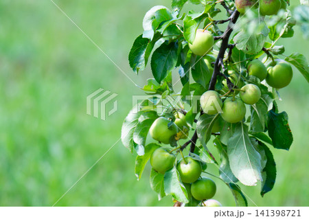green apples on a branch green apples on a branch 141398721