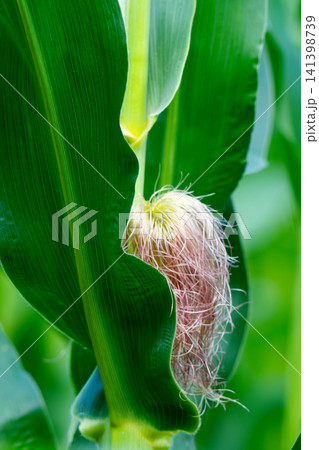 Corn field in the countryside. Growing corn. Female inflorescence Corn field in the countryside. Growing corn. Female inflorescence 141398739