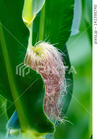 Corn field in the countryside. Growing corn. Female inflorescence 141398740